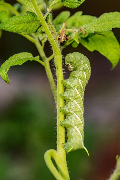 Tabakhornwurm Manduca Sexta — Stockfoto