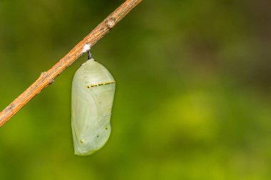 Monarch Butterfly Chrysalis (Danaus pleksippus)