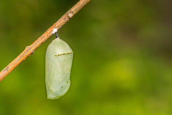 Crisálida Mariposa Monarca Danaus Plexippus —  Fotos de Stock