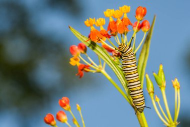 Monarch Caterpillar (Danaus plexippus) clipart