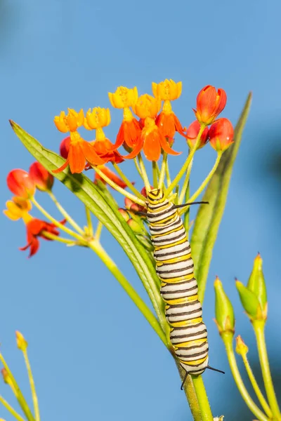 Hükümdar Tırtıl Danaus Plexippus — Stok fotoğraf