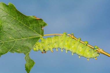 Cecropia Güve Tırtılı (Hyalophora cecropia)