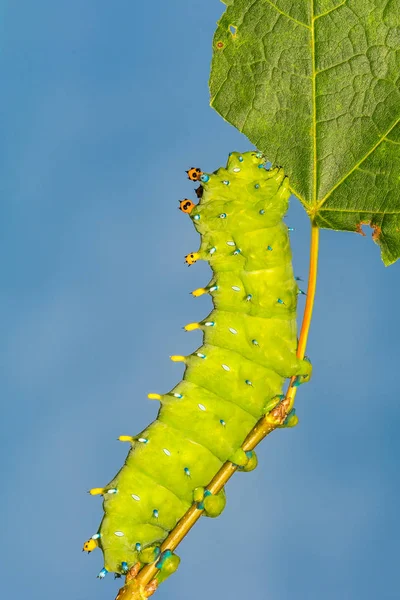 Bos Nachtvlinder Rups Hyalophora Bos — Stockfoto