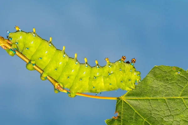 Cecropia Moth Caterpillar Hyalophora Cecropia — Zdjęcie stockowe