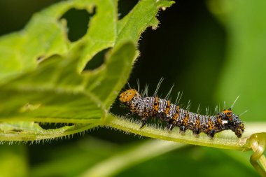 Sekiz noktalı Forester (Alypia octomaculata)