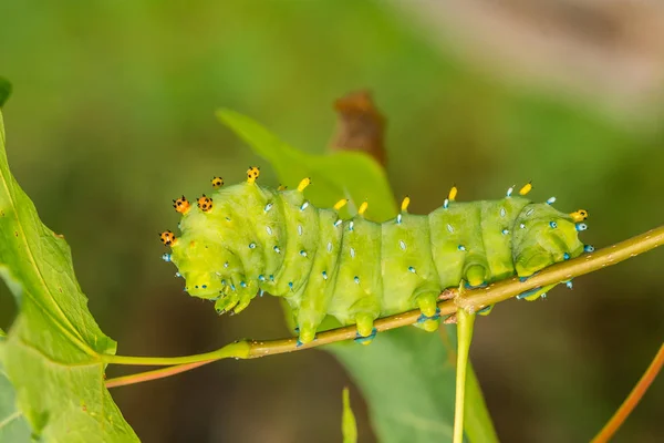 หนอนผ Hyalophora Cecropia — ภาพถ่ายสต็อก