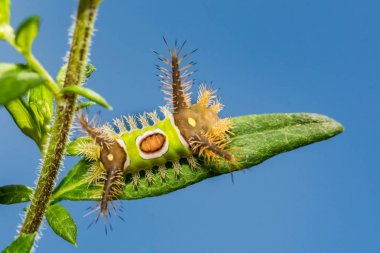 Semerli tırtıl (Acharia stimulea)