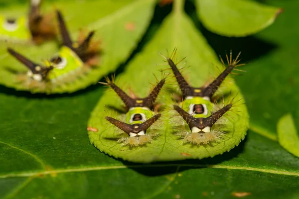 Saddleback Oruga Acharia Stimulea — Foto de Stock