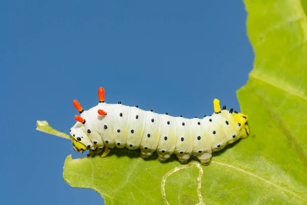 Promethea Silkmoth Caterpillar Callosamia Promethea — Stock Fotó