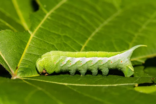 เวอร Creeper Sphinx Caterpillar Darapsa Myron — ภาพถ่ายสต็อก