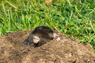 Yıldız burunlu Köstebek - Condylura cristata