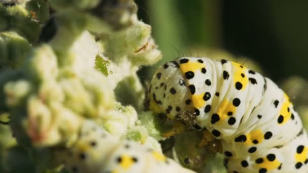 Large White Caterpillar Black Yellow Spots Eats Flesh Plant Macro Video By C Mixail59 Stock Footage