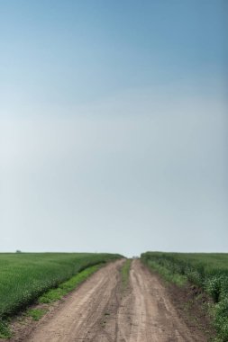 Büyük arpa tarlaları, çiftçi. Tarım firması