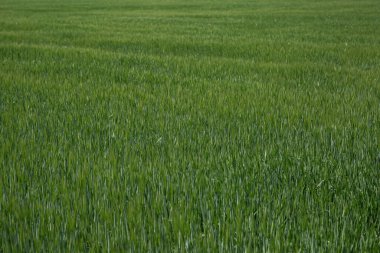Büyük arpa tarlaları, çiftçi. Tarım firması