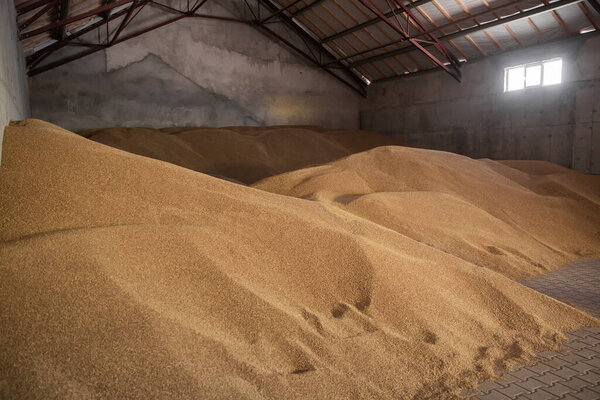 Grain in the hangar. Wheat storage on a farm, agricultural corporation
