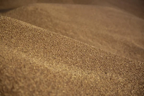 Hangarda tahıl var. Bir çiftlikte buğday deposu, tarım şirketi.