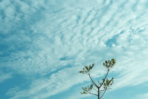 Arka planda parlak mavi gökyüzü olan uzun bir ağaç.