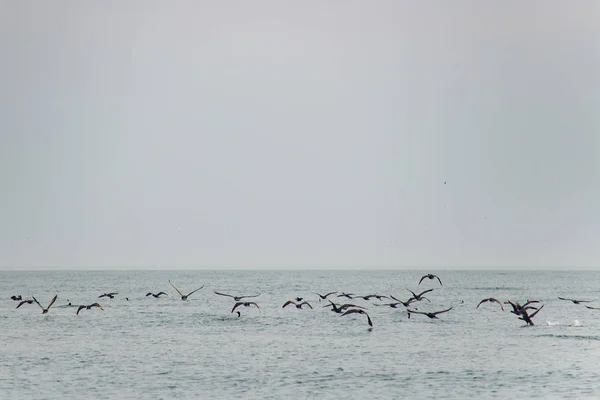 Grunge tarzı, deniz ve martı akşam