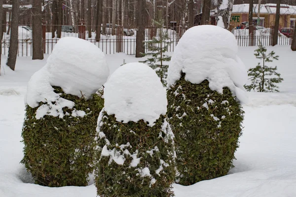 Větev Smrku Pod Sněhem Zimě Nový Rok Délka Dne — Stock fotografie