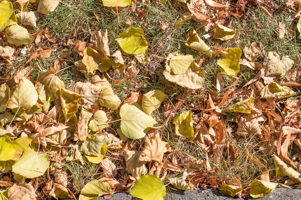 Hojas amarillas sobre la hierba verde — Foto de Stock