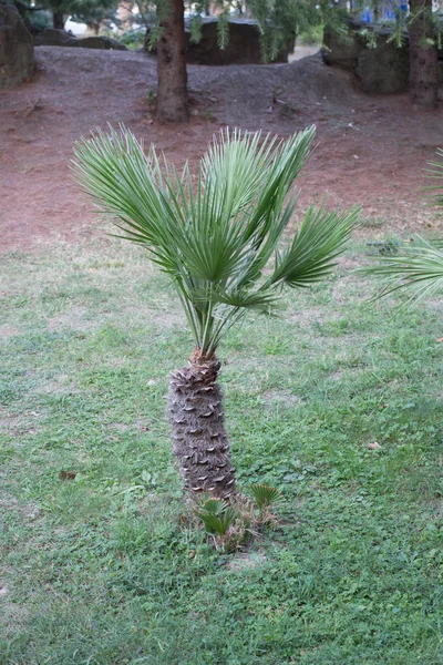 Ormanda palmiye ağaçları ve otlar