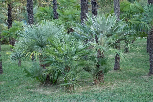 Palmbomen en gras in het bos Stockafbeelding