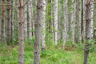 Ormanda huş ağaçları ve çam ağaçları