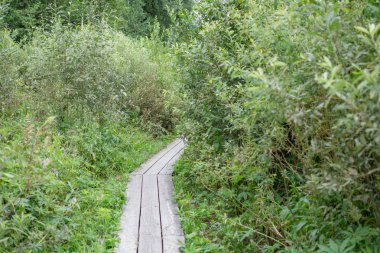 Tahtaların yolu ormanın içinden geçiyor.
