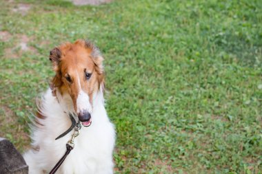 Bahçedeki çimlerin üzerinde beyaz-kırmızı bir köpek