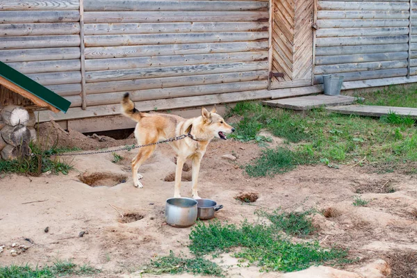 O cão está preso no canil. Fotografia De Stock