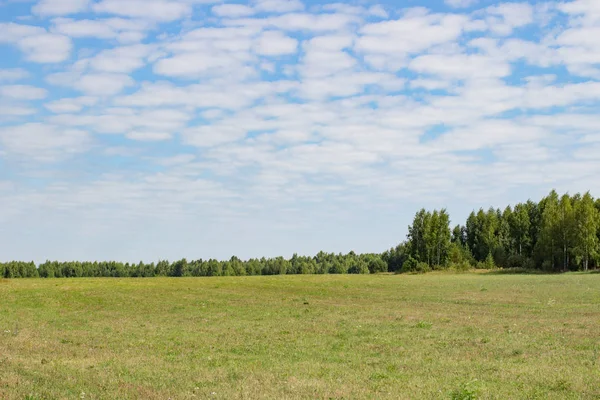 Büyük güzel yaz bir orman üzerinde uzak bir tür ile alan