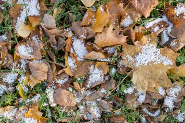 Ormanda sonbahar yaprakları ve kar