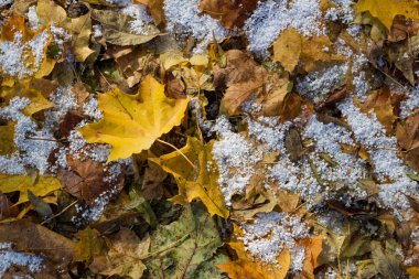 Ormanda sonbahar yaprakları ve kar