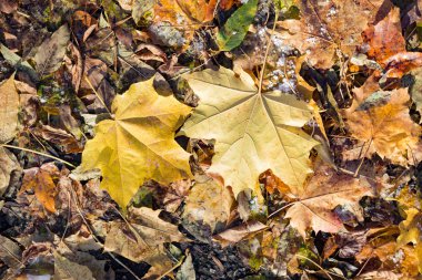 Ormanda sonbahar yaprakları ve kar