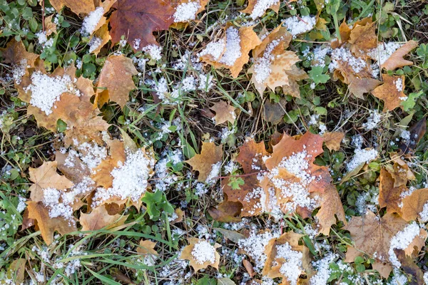 Autumn leaves and snow in the woods — Stock Photo, Image