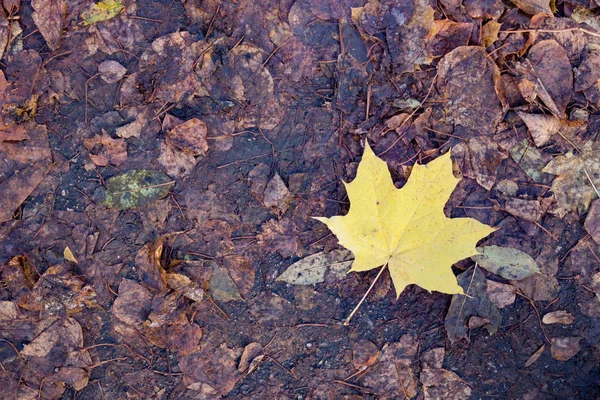 Gele esdoorn blad op het oude gras — Stockfoto