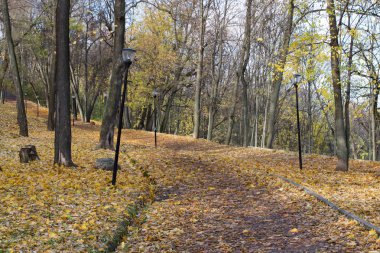 Gündüz vakti sonbahar parkında asfalt yolu