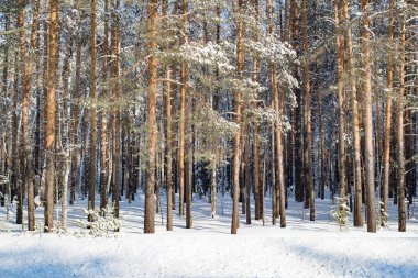Öğleden sonra kış çam Noel ormanı