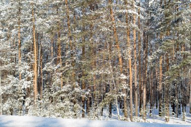 Öğleden sonra kış çam Noel ormanı