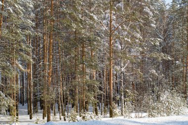 Öğleden sonra kış çam Noel ormanı