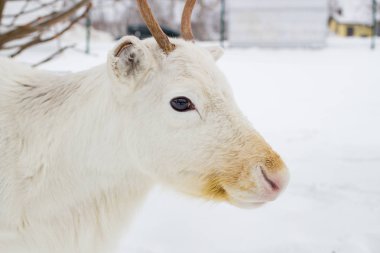 Kışın beyaz geyik yaklaşıyor.
