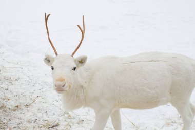 Kışın beyaz geyik yaklaşıyor.