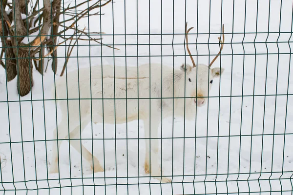 Fehér szarvas közelkép a téli időszakban rács mögött — Stock Fotó