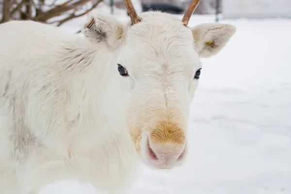 White deer closeup in the winter time — Stock Photo, Image