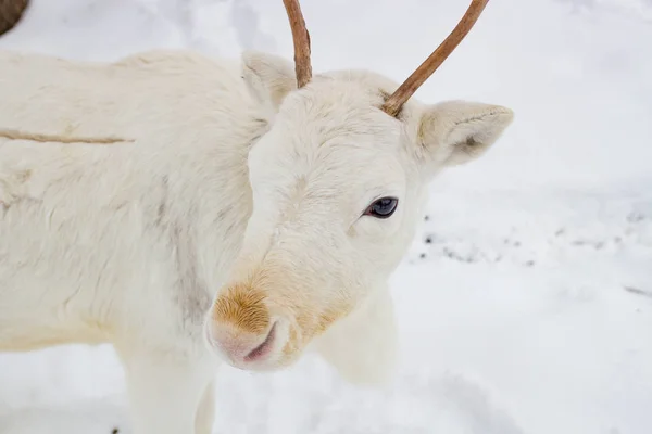 White deer closeup in the winter time Royalty Free Stock Images