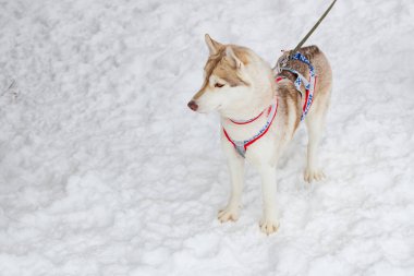 Gündüz vakti Sibirya Husky 'si