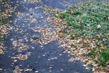 Gündüz vakti sonbahar parkında asfalt yolu
