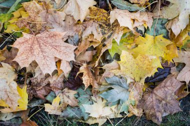 Gündüz vakti ormanda sonbahar yaprakları