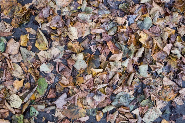 Herfst bladeren in het bos dag tijd — Stockfoto