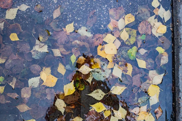 Salidas de otoño en los bosques día tras día — Foto de Stock